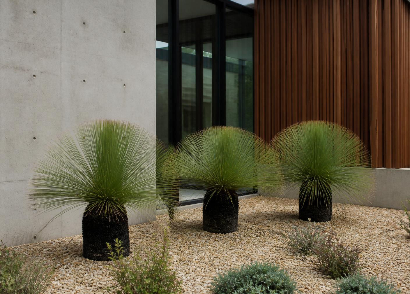 Xanthorrhoea, grass tree grove